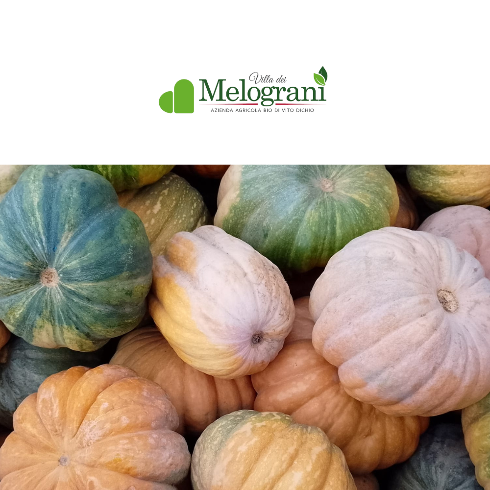 Zucca