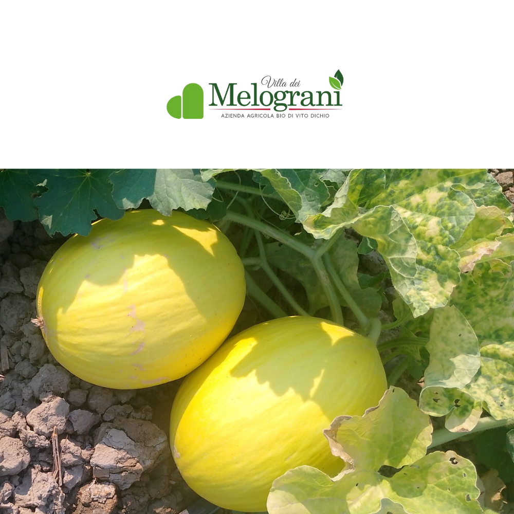 Melone